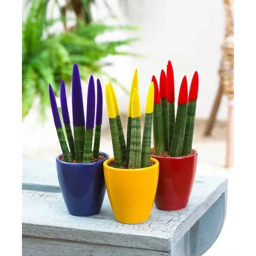 Sansevieria cylindrica velvet - sansevieria,